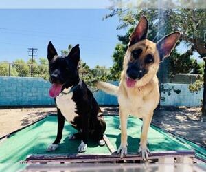 German Shepherd Dog-Unknown Mix Dogs for adoption in Seal Beach, CA, USA