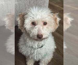 Poodle (Miniature) Dogs for adoption in Holly Springs, NC, USA