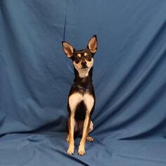 Miniature Pinscher Dogs for adoption in Show Low, AZ, USA