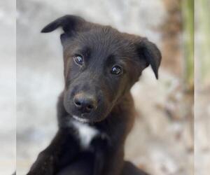 Retriever -Unknown Mix Dogs for adoption in Yardley, PA, USA