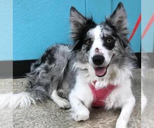 Border Collie Dogs for adoption in CHANDLER, AZ, USA