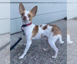 Chihuahua Dogs for adoption in Palo Alto, CA, USA