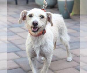 Jack Russell Terrier-Poodle (Toy) Mix Dogs for adoption in Palo Alto, CA, USA