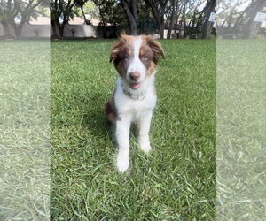 Australian Shepherd-Unknown Mix Dogs for adoption in Valrico, FL, USA