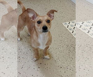 Chihuahua-Unknown Mix Dogs for adoption in York, SC, USA
