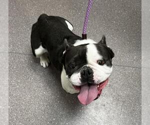French Bulldog Dogs for adoption in Tracy, CA, USA