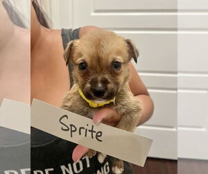 Medium Photo #1 Mutt Puppy For Sale in New Orleans, LA, USA
