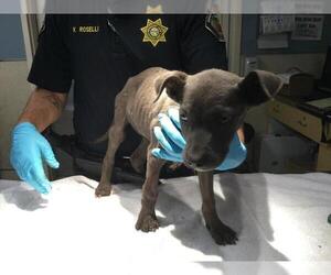American Pit Bull Terrier-Unknown Mix Dogs for adoption in Riverside, CA, USA