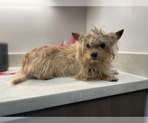 Cairn Terrier-Unknown Mix Dogs for adoption in Baytown, TX, USA