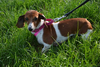 Dachshund Dogs for adoption in Akron, OH, USA