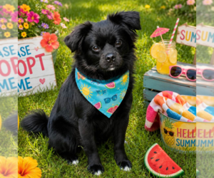 Tibetan Spaniel Dogs for adoption in Yardley, PA, USA