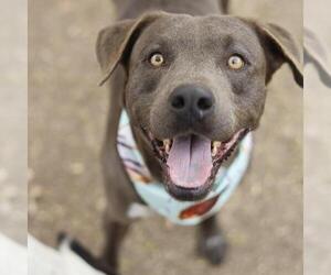 American Staffordshire Terrier-Unknown Mix Dogs for adoption in San Antonio, TX, USA
