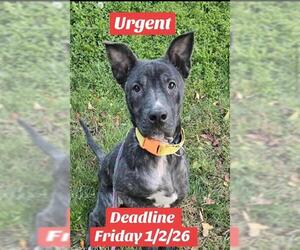 Medium Photo #1 Holland Shepherd-Labrador Retriever Mix Puppy For Sale in Sacramento, CA, USA