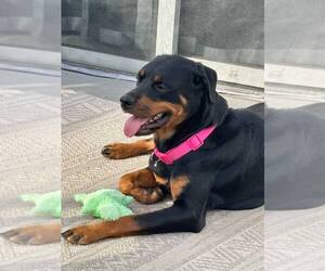 Rottweiler-Unknown Mix Dogs for adoption in Wenonah, NJ, USA