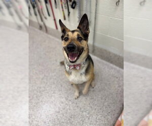 Australian Shepherd-German Shepherd Dog Mix Dogs for adoption in Brighton, CO, USA