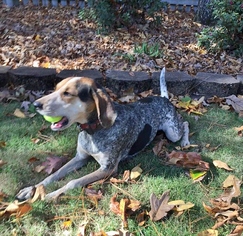 Bluetick Coonhound Dogs for adoption in Helena, AL, USA