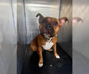 American Staffordshire Terrier-Unknown Mix Dogs for adoption in San Antonio, TX, USA