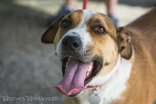 English Foxhound-Treeing Walker Coonhound Mix Dogs for adoption in Houston, TX, USA