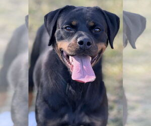 Rottweiler Dogs for adoption in Mooresville, NC, USA
