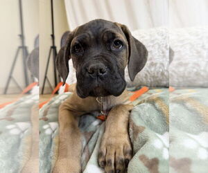 Medium Photo #2 Mutt Puppy For Sale in Goodyear, AZ, USA