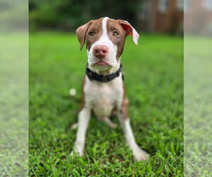 Mutt Dogs for adoption in Spotsylvania, VA, USA