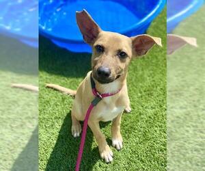 Black Mouth Cur-Carolina Dog Mix Dogs for adoption in Baytown, TX, USA