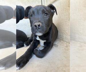 American Pit Bull Terrier-Unknown Mix Dogs for adoption in Oklahoma City, OK, USA