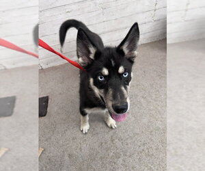 Siberian Husky Dogs for adoption in San Bernardino, CA, USA