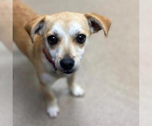 Chihuahua-Unknown Mix Dogs for adoption in Aurora, CO, USA
