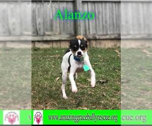 Miniature Pinscher Dogs for adoption in Pensacola, FL, USA