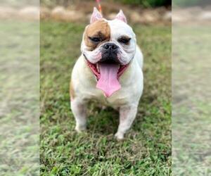Bulldog Dogs for adoption in Pacolet, SC, USA