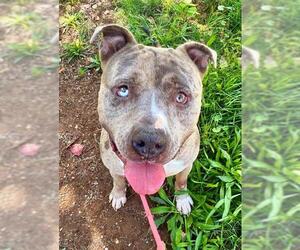 American Pit Bull Terrier Dogs for adoption in Sacramento, CA, USA