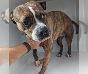 Boxer-Unknown Mix Dogs for adoption in Houston, TX, USA