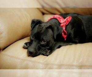 Medium Photo #13 Labrador Retriever-Unknown Mix Puppy For Sale in Sanford, FL, USA