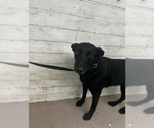 German Shepherd Dog Dogs for adoption in San Bernardino, CA, USA