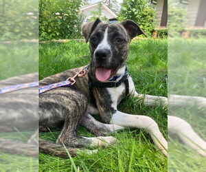 Mutt Dogs for adoption in Plainfield, IL, USA