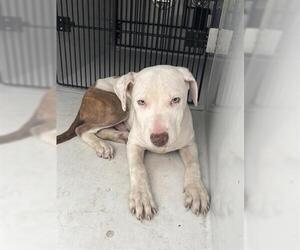 Catahoula Leopard Dog-Unknown Mix Dogs for adoption in Houston, TX, USA