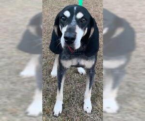 Bluetick Coonhound-Unknown Mix Dogs for adoption in North Myrtle Beach, SC, USA