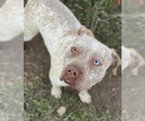 Bulldog Dogs for adoption in Oak Bluffs, MA, USA