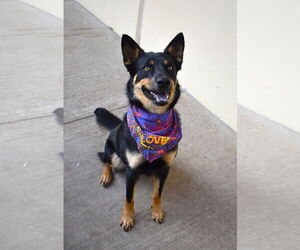 Australian Kelpie-Unknown Mix Dogs for adoption in McKinney, TX, USA