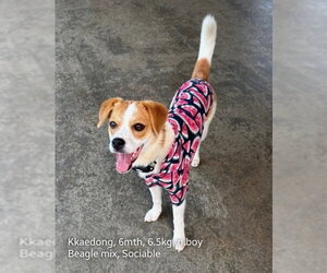 Beagle-Unknown Mix Dogs for adoption in Agoura Hills, CA, USA
