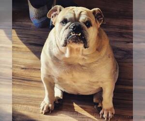 Bulldog Dogs for adoption in Des Moines, IA, USA