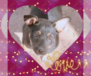 Australian Cattle Dog-Unknown Mix Dogs for adoption in Chandler, AZ, USA