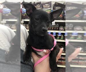 Chiweenie Dogs for adoption in Katy, TX, USA