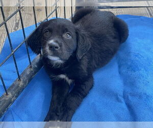 Labrador Retriever-Unknown Mix Dogs for adoption in Bolivar, MO, USA
