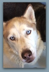 Alaskan Husky Dogs for adoption in Pampa, TX, USA