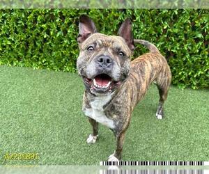 American Pit Bull Terrier Dogs for adoption in West Palm Beach, FL, USA