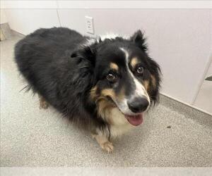 Border Collie-Unknown Mix Dogs for adoption in Fort Collins, CO, USA