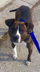 Boxer-Unknown Mix Dogs for adoption in Springfield, IL, USA