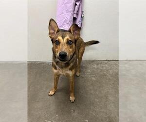 German Shepherd Dog-Unknown Mix Dogs for adoption in Rosenberg, TX, USA